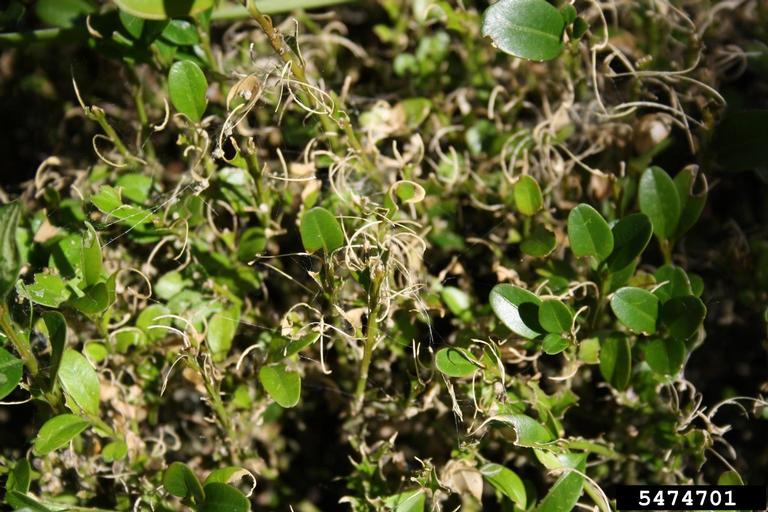 Damage caused by box tree moth larvae