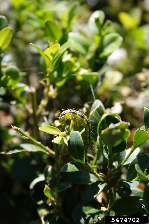 A green and black box tree moth larva munches on a boxwood leaf