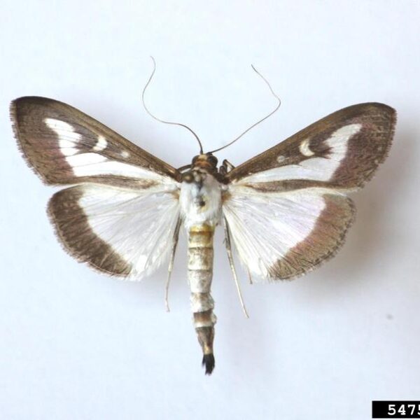 A common box tree moth has white wings with dark brown borders