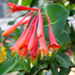 A close up of the coral flowers of trumpet Lonicera sempervirens