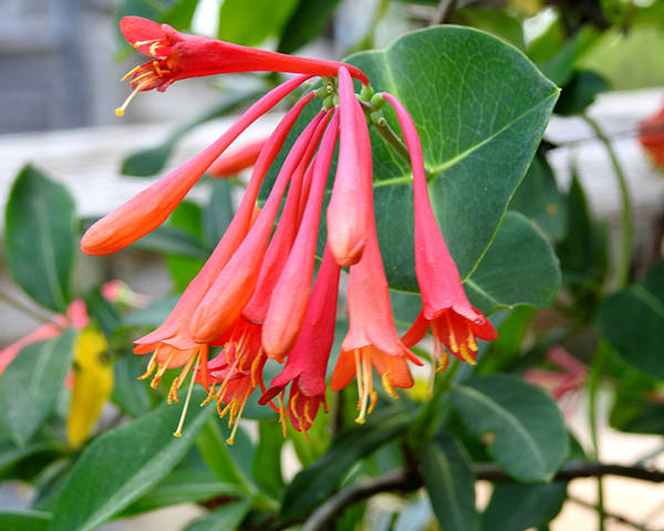 A close up of the coral flowers of trumpet Lonicera sempervirens