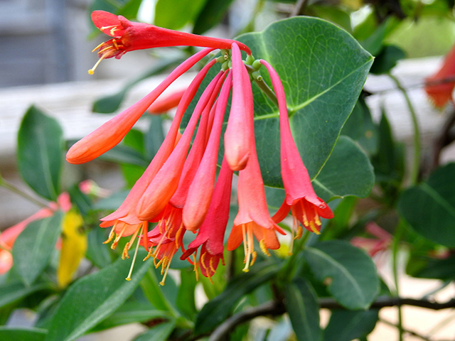 A close up of the coral colored flowers of Lonicera sempervirens