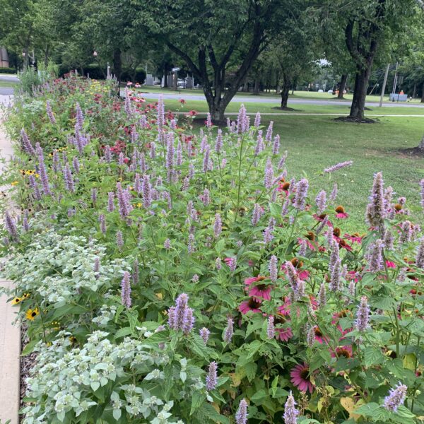 Mountain mint, anise hyssop, Echinacea, and rudbeckia grow in a long garden lining a sidewalk.