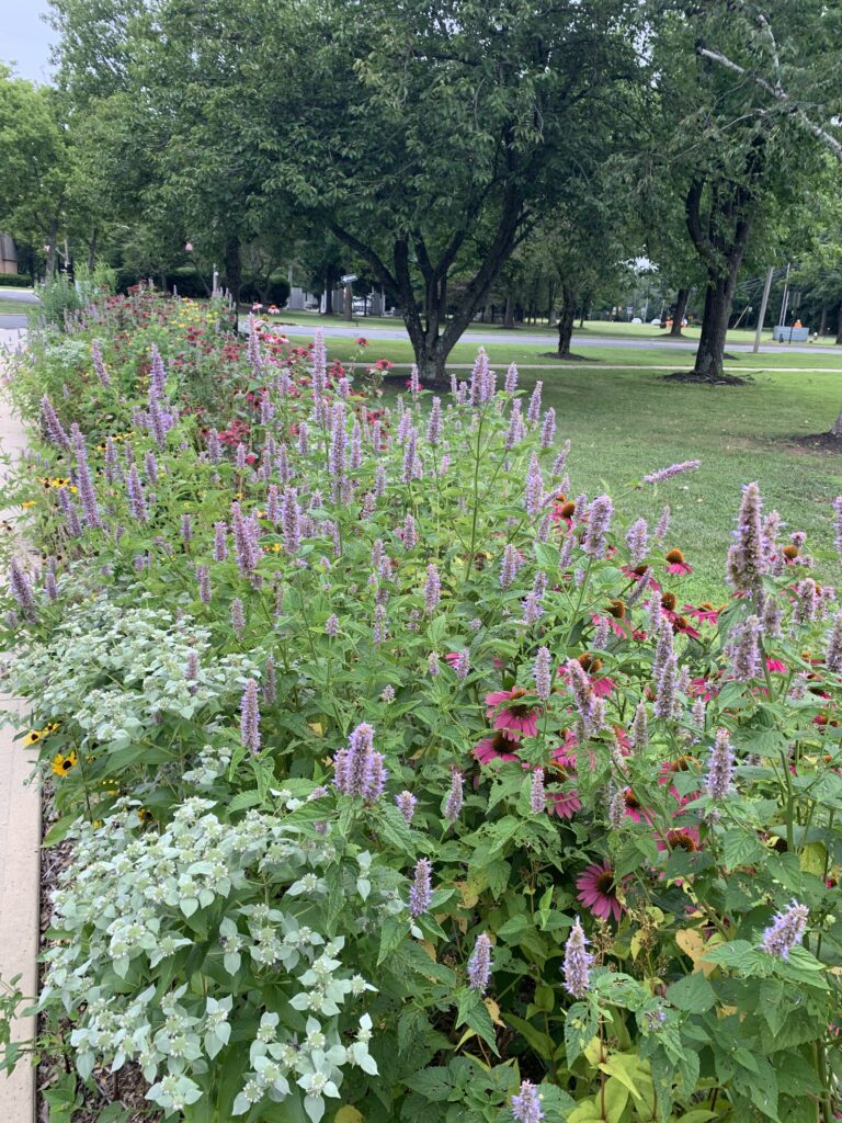 Mountain mint, anise hyssop, Echinacea, and rudbeckia grow in a long garden lining a sidewalk. 