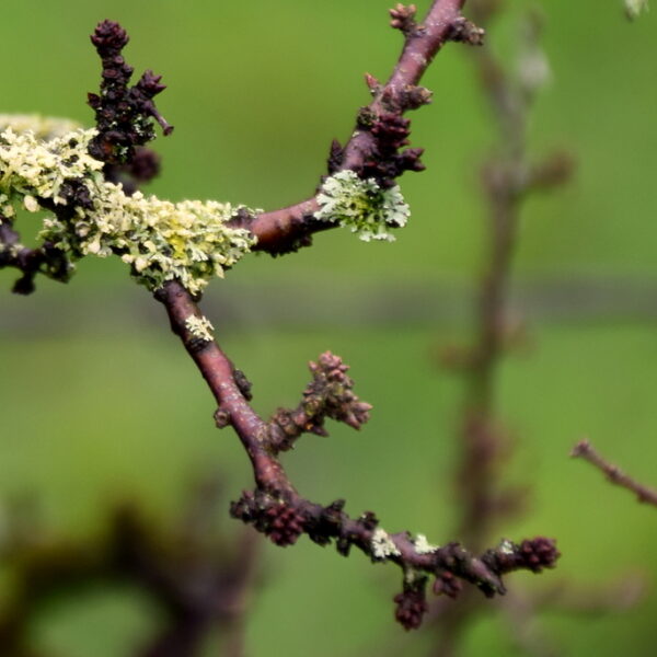 A close up of green and brown lichen on a twig