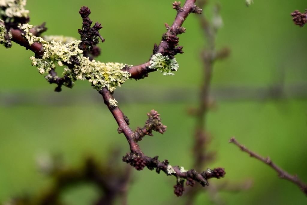 A close up of green lichen on a brown twig with a green background. 