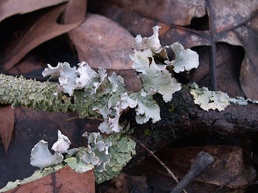 Blue flaky lichen encrusts a twig laying in a bed of brown fallen leaves. 