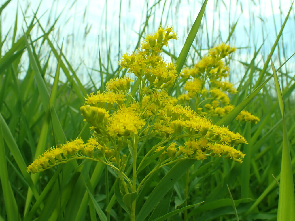 A close up of the yellow solidago flower against a background of green blades of grass