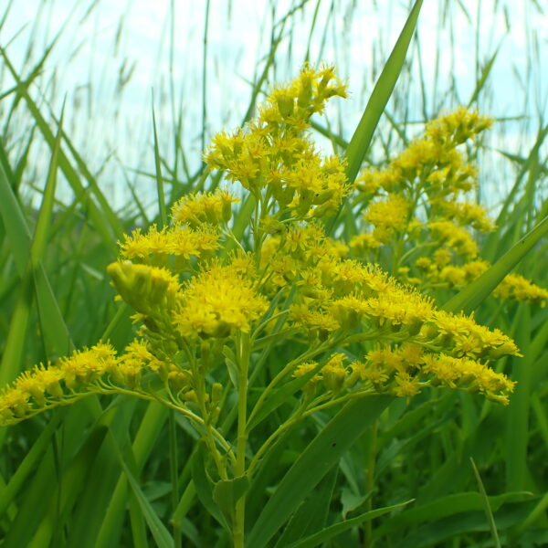 A closeup of the yellow solidago flowers against a background of green blades of grass