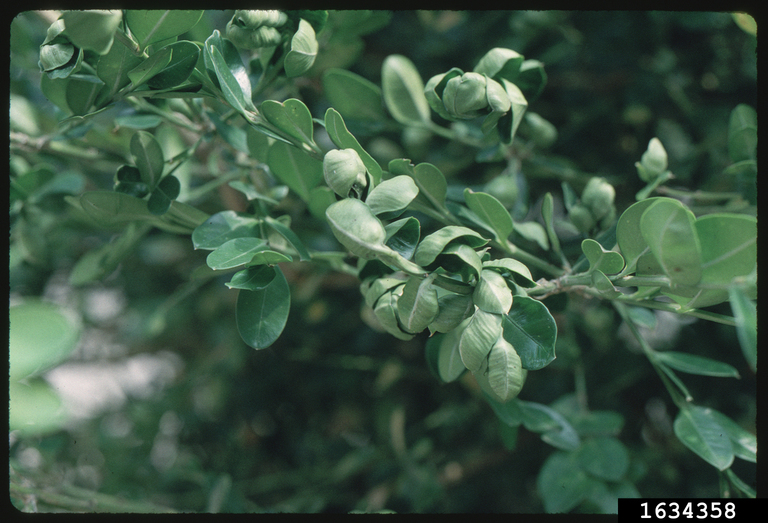 Curled leaves on a boxwood branch, a sign of boxwood psyllid damage