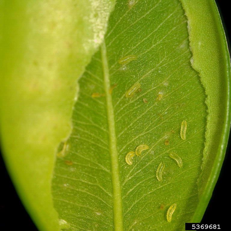 Boxwood leafminer larvae inside a leaf