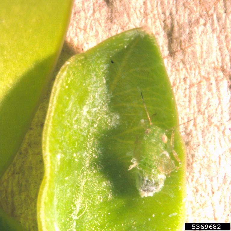 A boxwood psyllid nymph