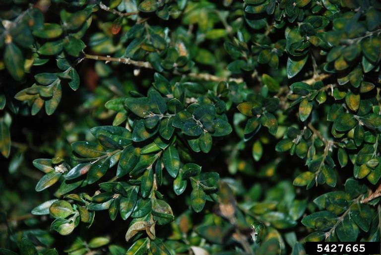 Boxwood leafminer damage on the upper foliage