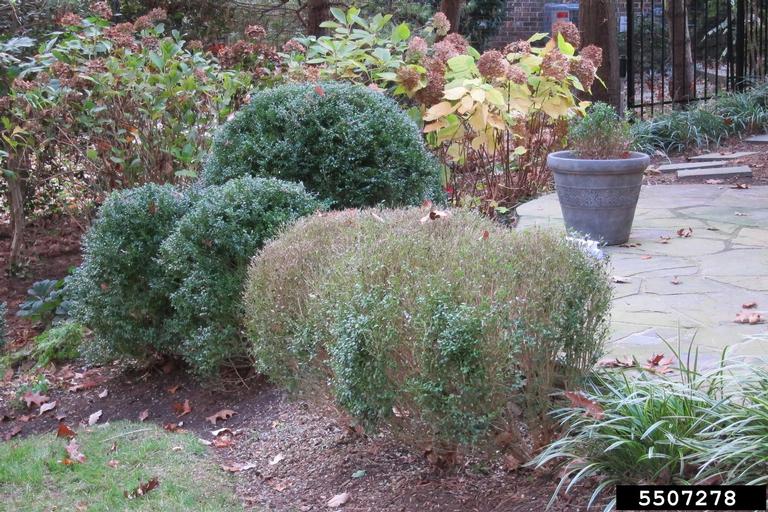 A brown, dying boxwood shrub with few leaves sits in front of two healthier specimens. The defoliation is caused by boxwood blight.