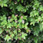 A branch of a boxwood shrub with several browning necrotic leaves, an early sign of boxwood blight
