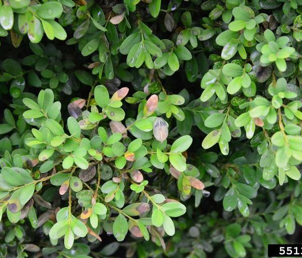 A branch of a boxwood shrub with several browning necrotic leaves, an early sign of boxwood blight