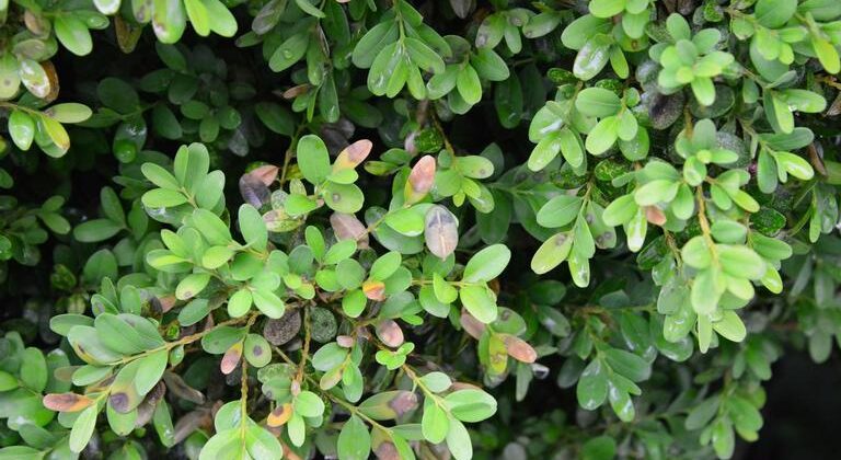 A branch of a boxwood shrub with several browning necrotic leaves, an early sign of boxwood blight