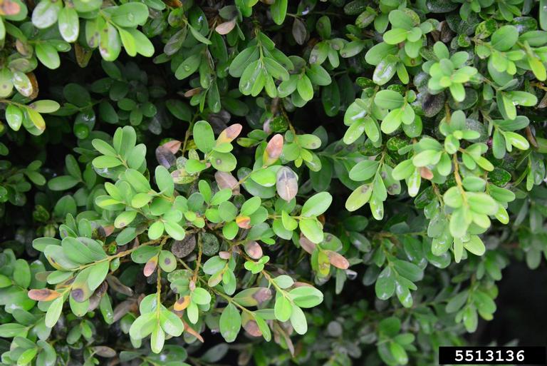 A boxwood branch with several brown, necrotic leaves, which are early signs of boxwood blight.