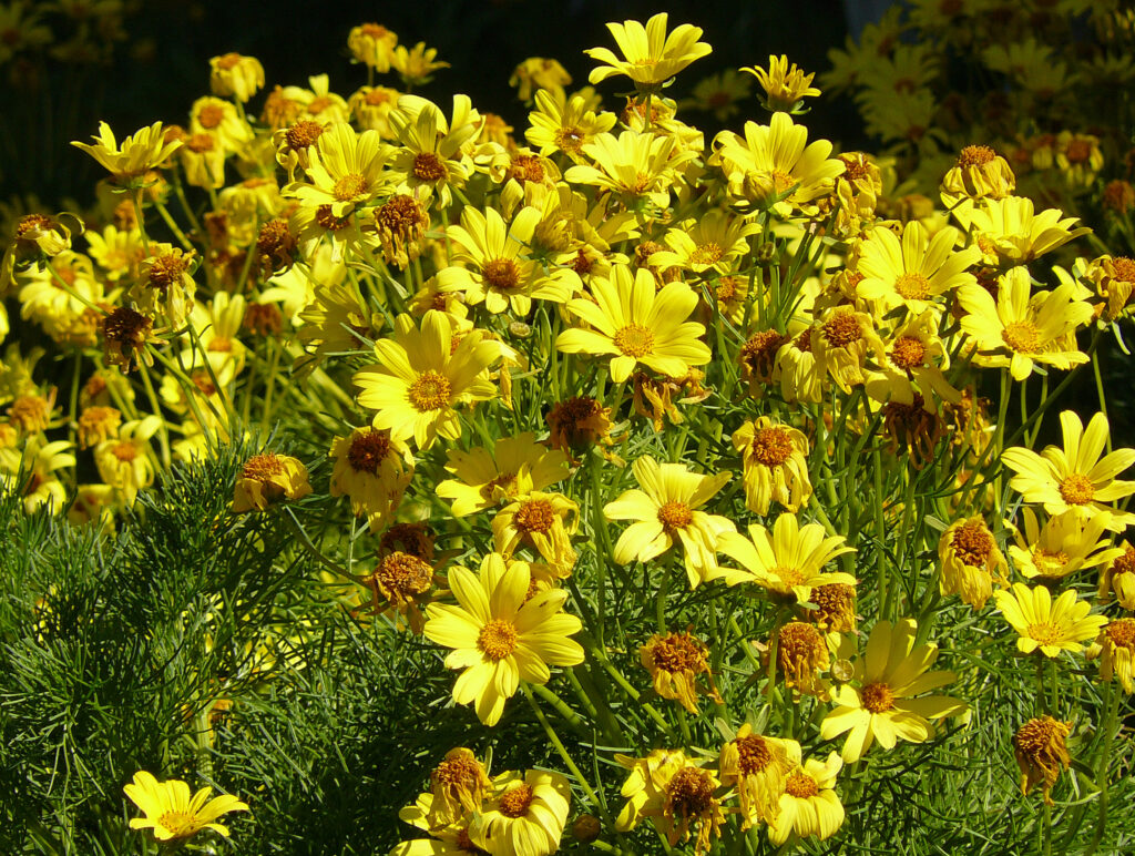 Many yellow coreopsis flowers at various stages. Some blooms have started fading and could use deadheading.