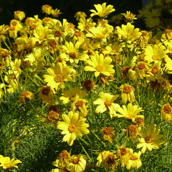 Many yellow coreopsis flowers at various stages. Some blooms have started fading and could use deadheading.