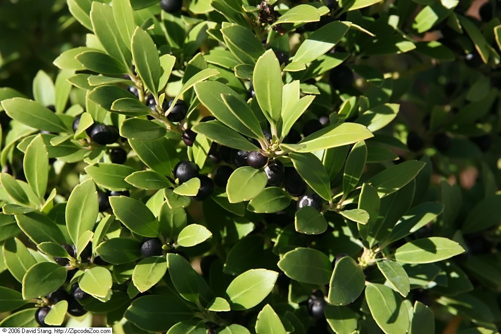 Ilex glabra cultivar "Pretty Girl" with rounded leaves and black berries