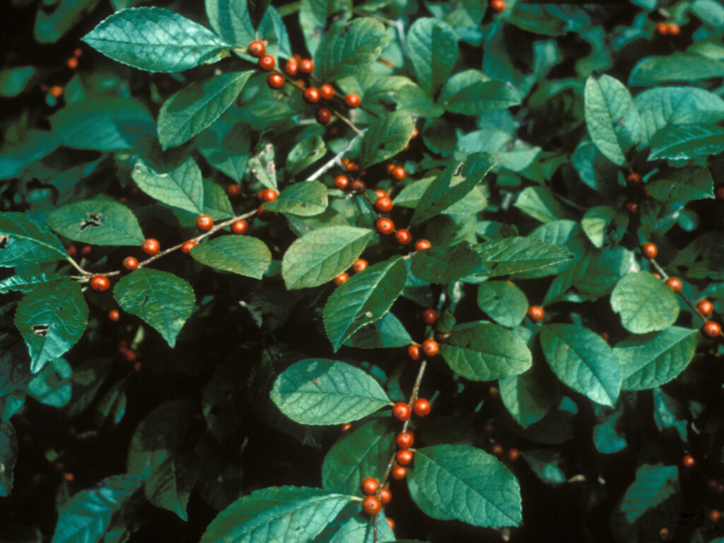 Ilex laevigata with oval leaves and red berries trailing along each stem