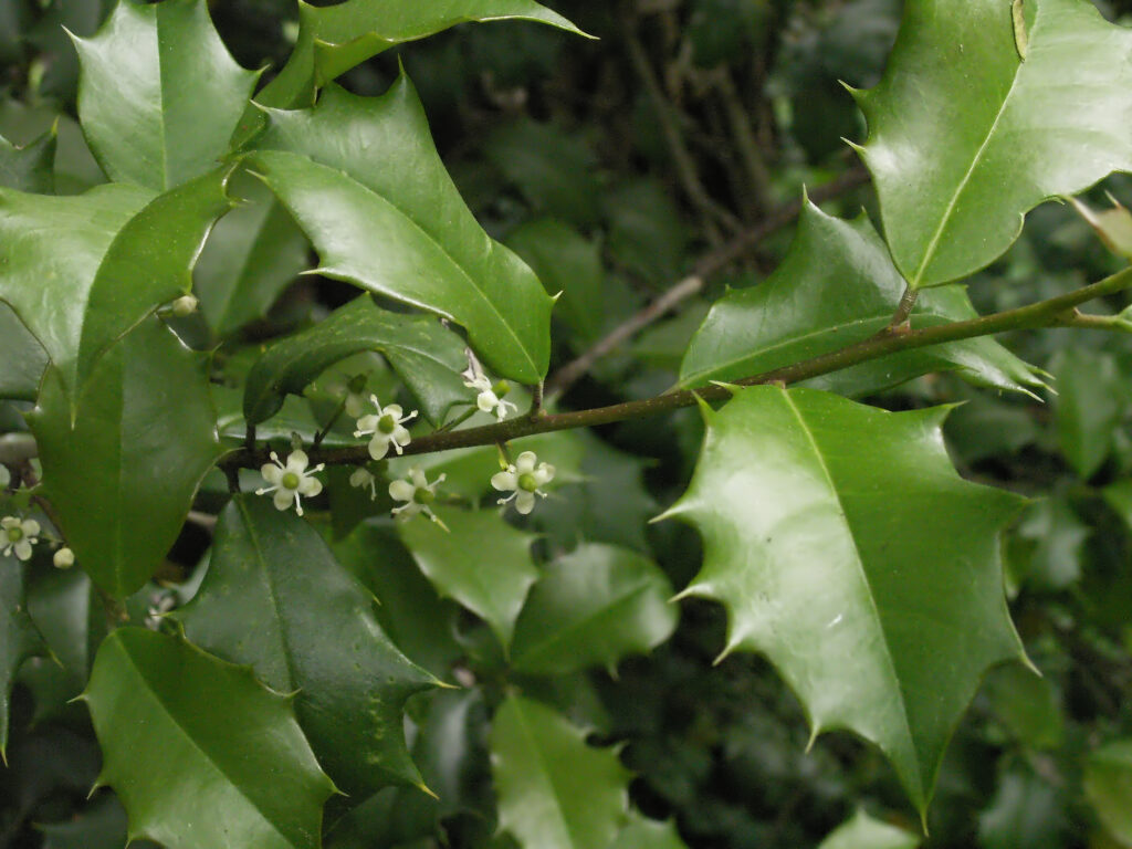 Ilex opaca cultivar "Bird Park" with white flowers