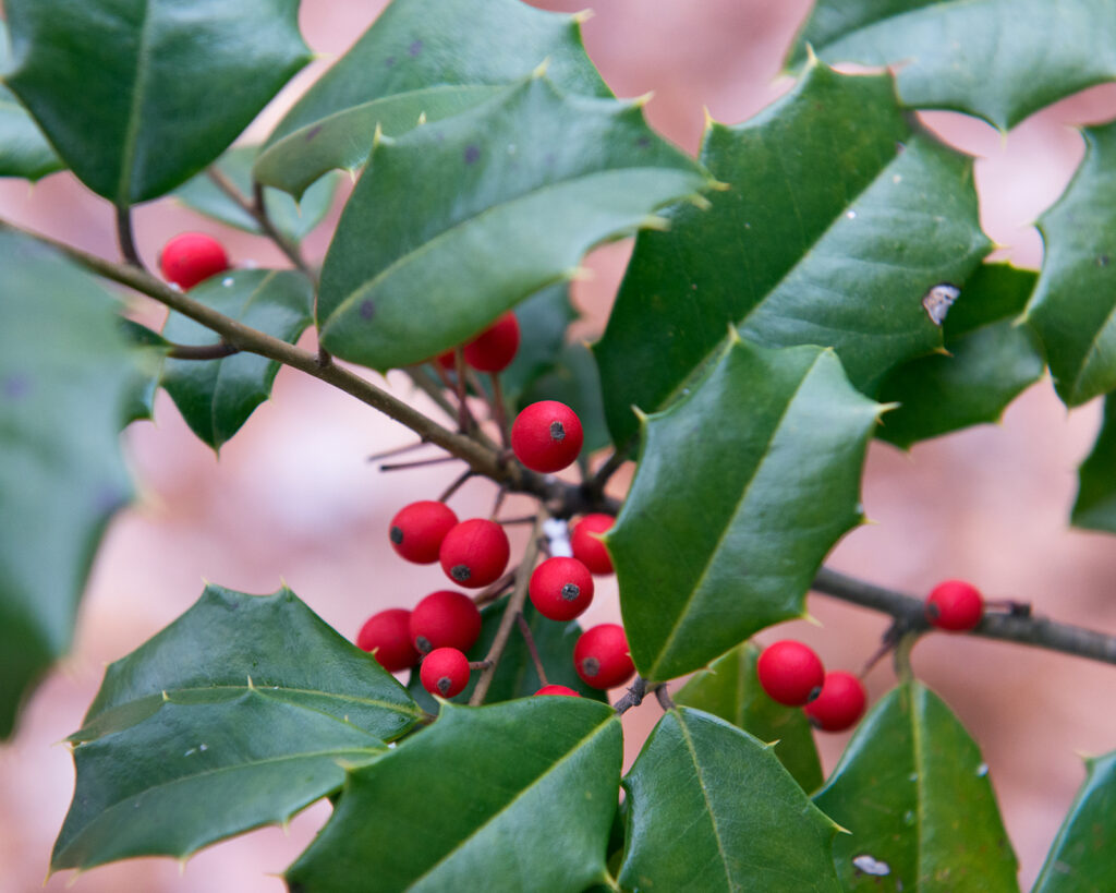 Ilex opaca cultivar "Miss Butler" with red berries