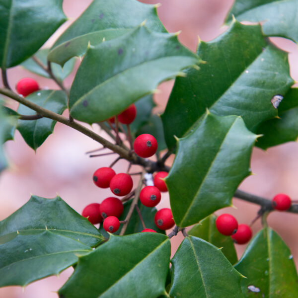 Ilex opaca "Miss Butler." A branch of an American Holly tree with the typical spiked leaves and red berries.