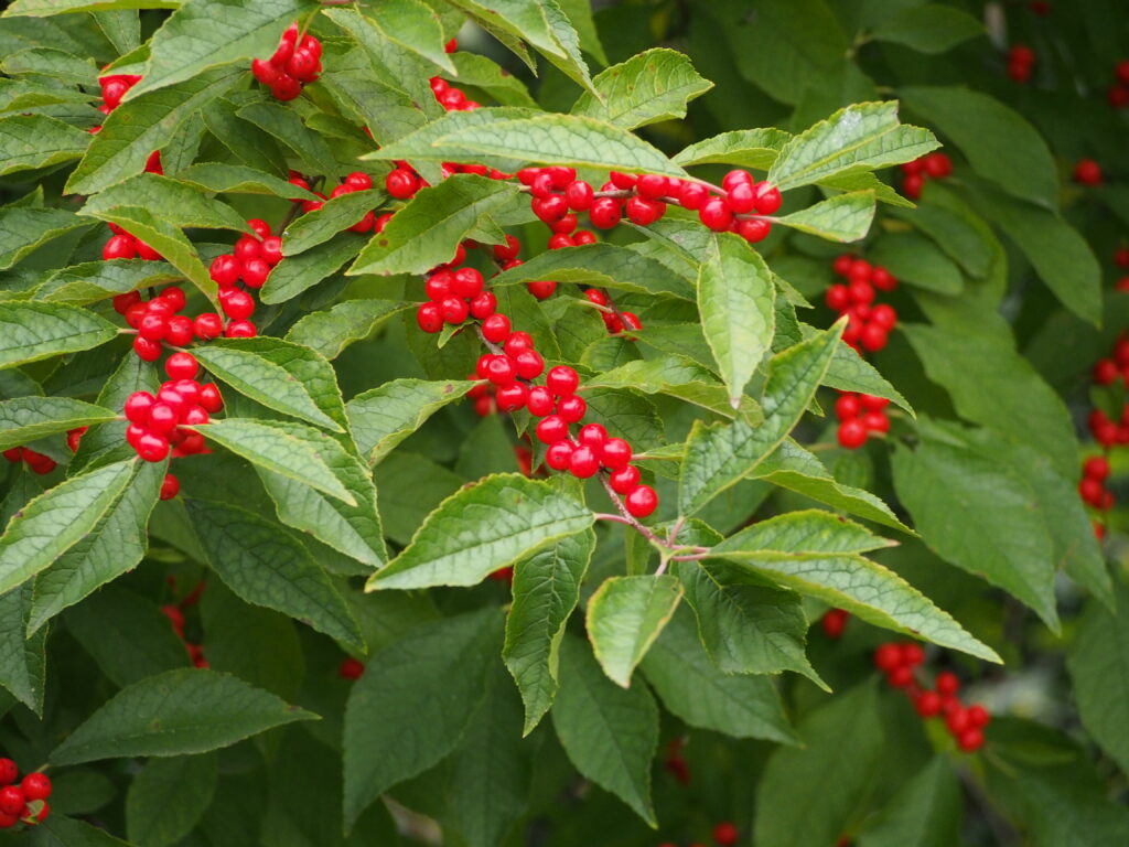 Ilex verticillata, pointed green leaves with clusters of red berries along stem