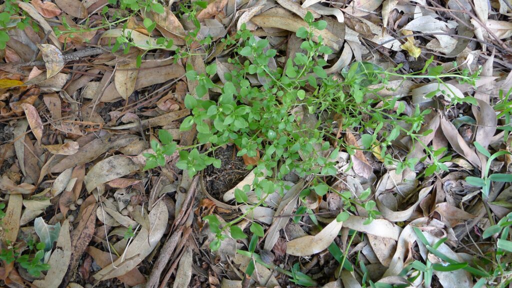 Chickweed sprouts among brown fallen leaves