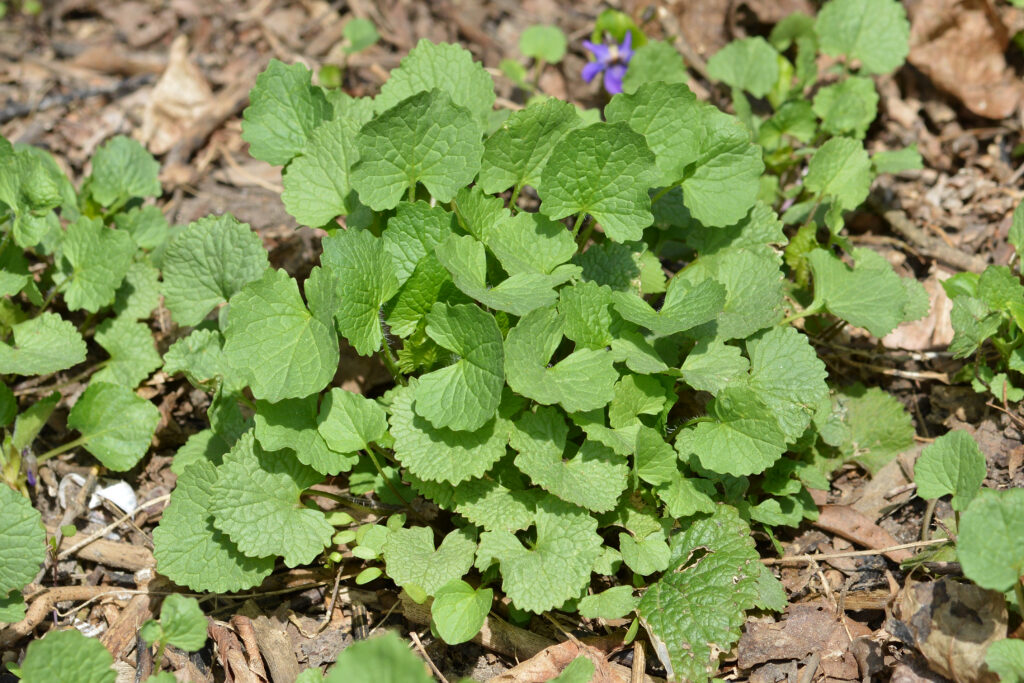 A clump of young garlic mustard leaves