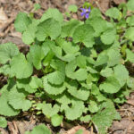 Young garlic mustard leaves
