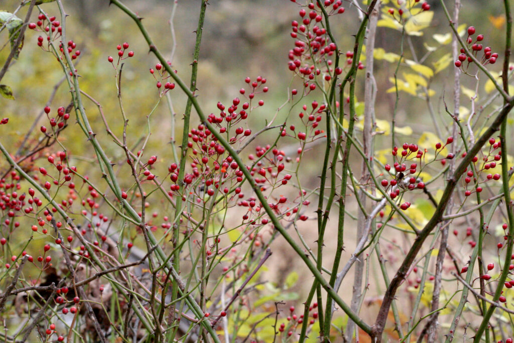 Multi-flora rose branches with thorns and red berries