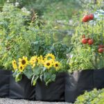 Several grow bags sit in a row containing herbs, yellow flowers, and plants with ripening tomatoes on them.