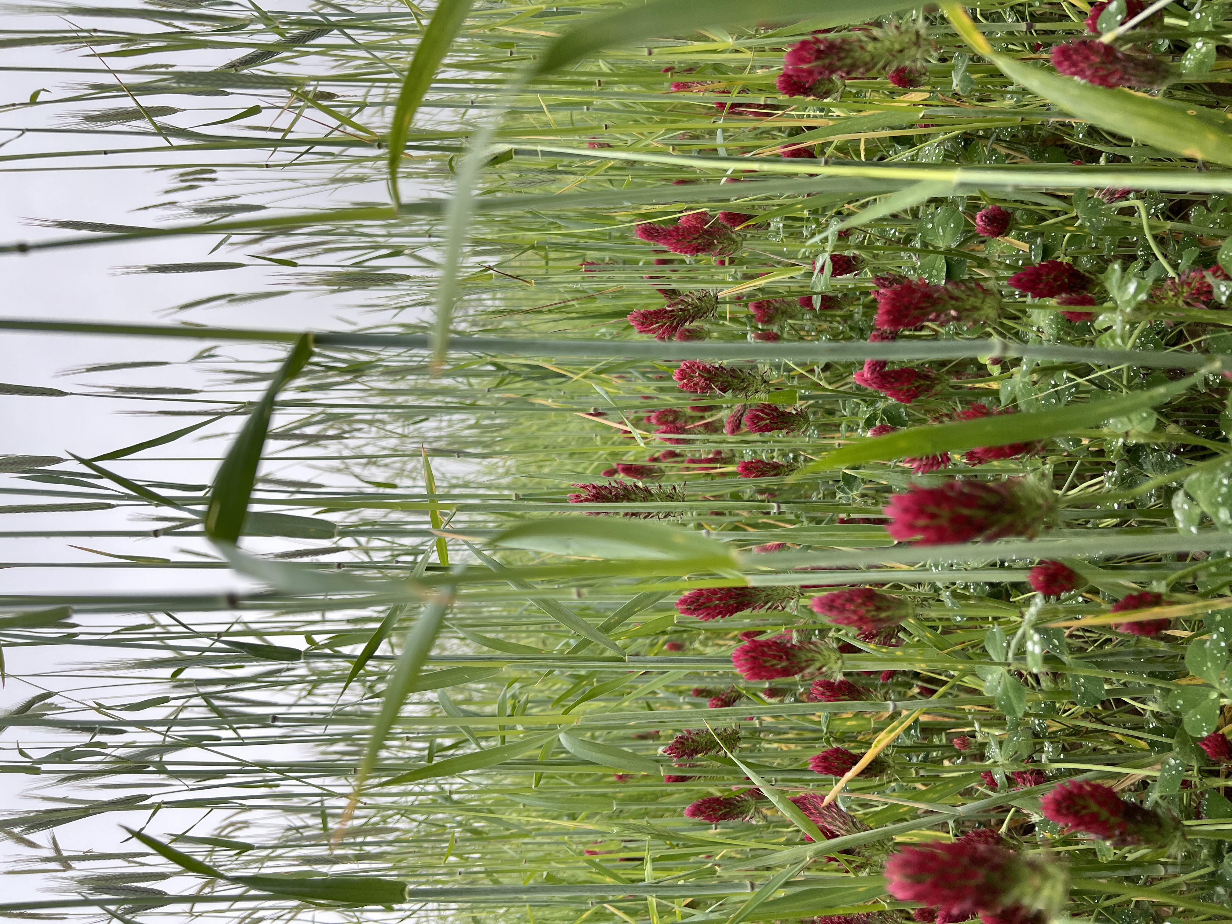 Crimson clover and cereal rye cover crops