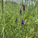 Hairy vetch and cereal rye cover crop mix.