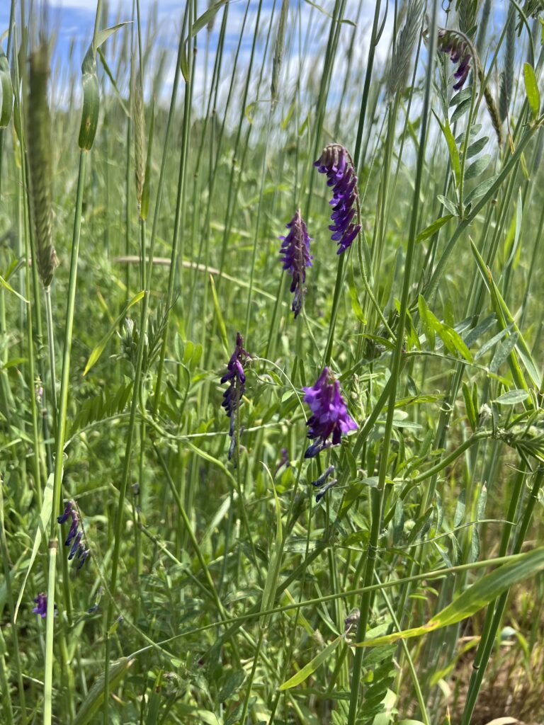 Hairy vetch and cereal rye cover crop mix.