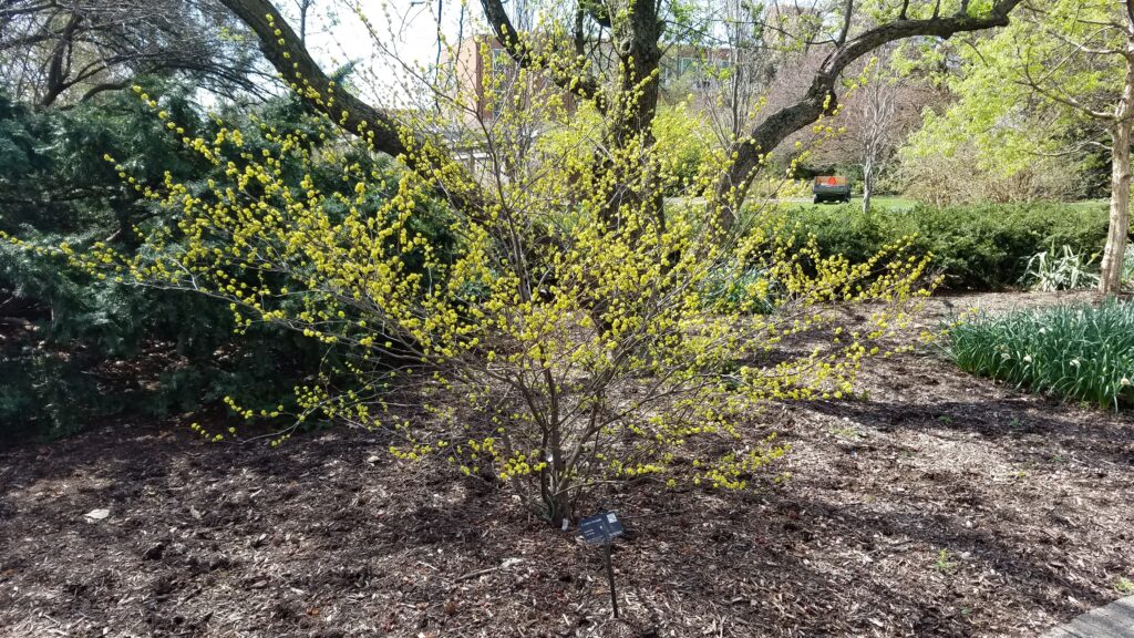 The spicebush (Lindera benzoin) in bloom. It is wider than it is tall with yellow flowers along its branches.