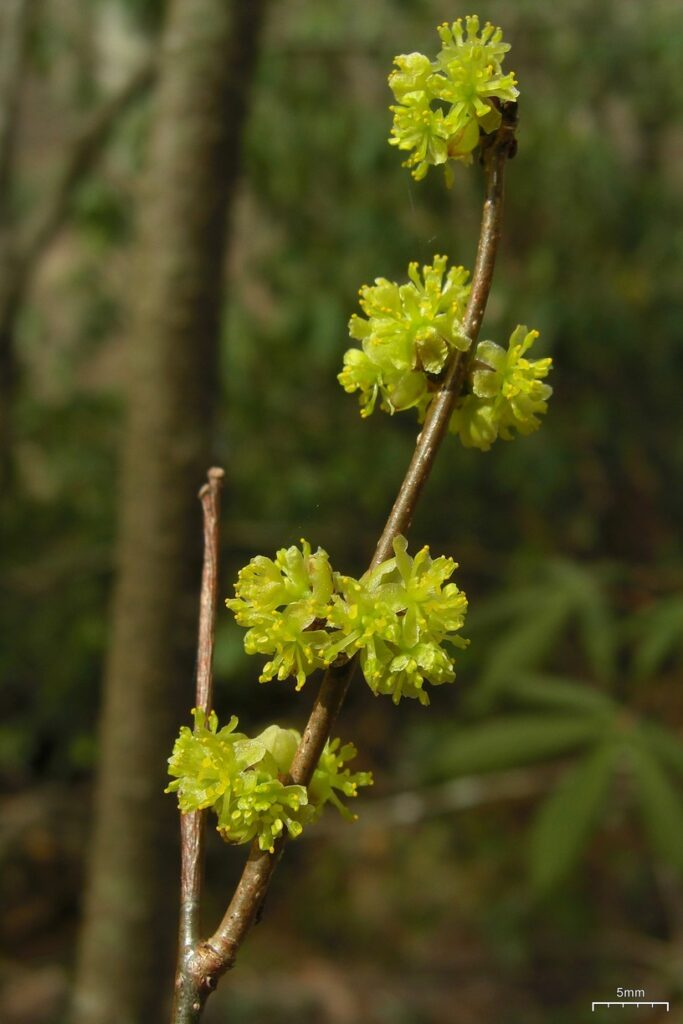 A close up of five yellow clusters of spicebush flowers along a branch.