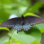 A spicebush swallowtail butterfly spreads its wings