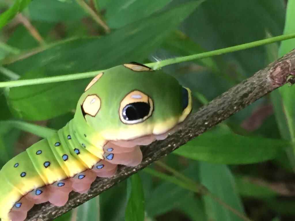 A close up of a spicebush swallowtail caterpillar's large black eye-like markings