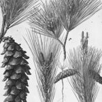 A black and white botanical close up of the pine cone and needles of Pinus strobus, the Eastern White Pine