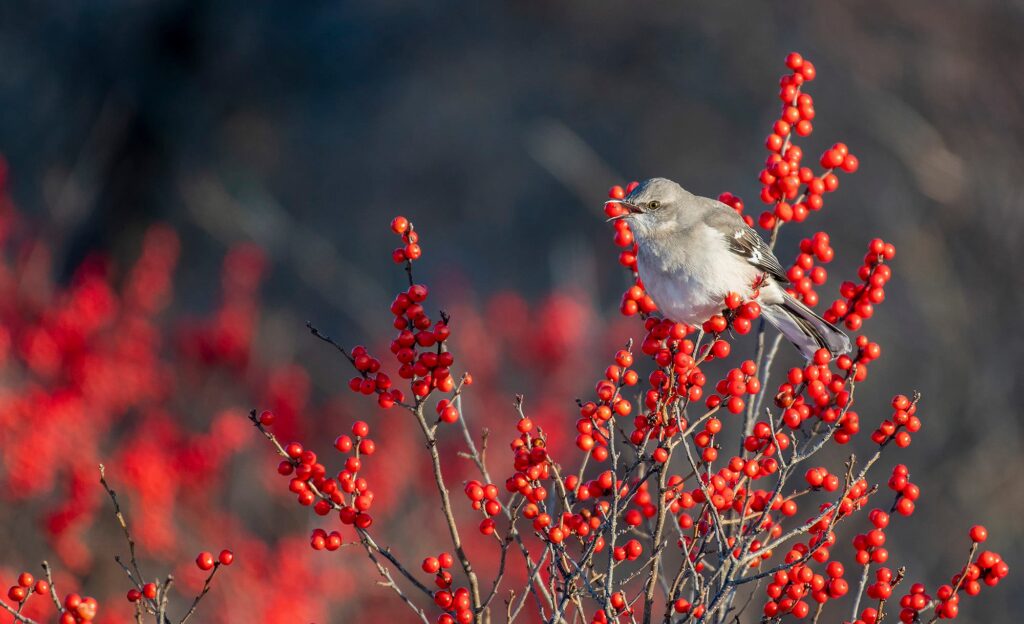 A gray northern mocking bird signs while sitting on a branch winterberry holly (Ilex verticillata) full of berries.