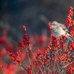 A gray northern mocking bird signs while sitting on a branch winterberry holly (Ilex verticillata) full of berries.