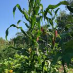 Green corn stalks tower over yellow flowers and butternut squash