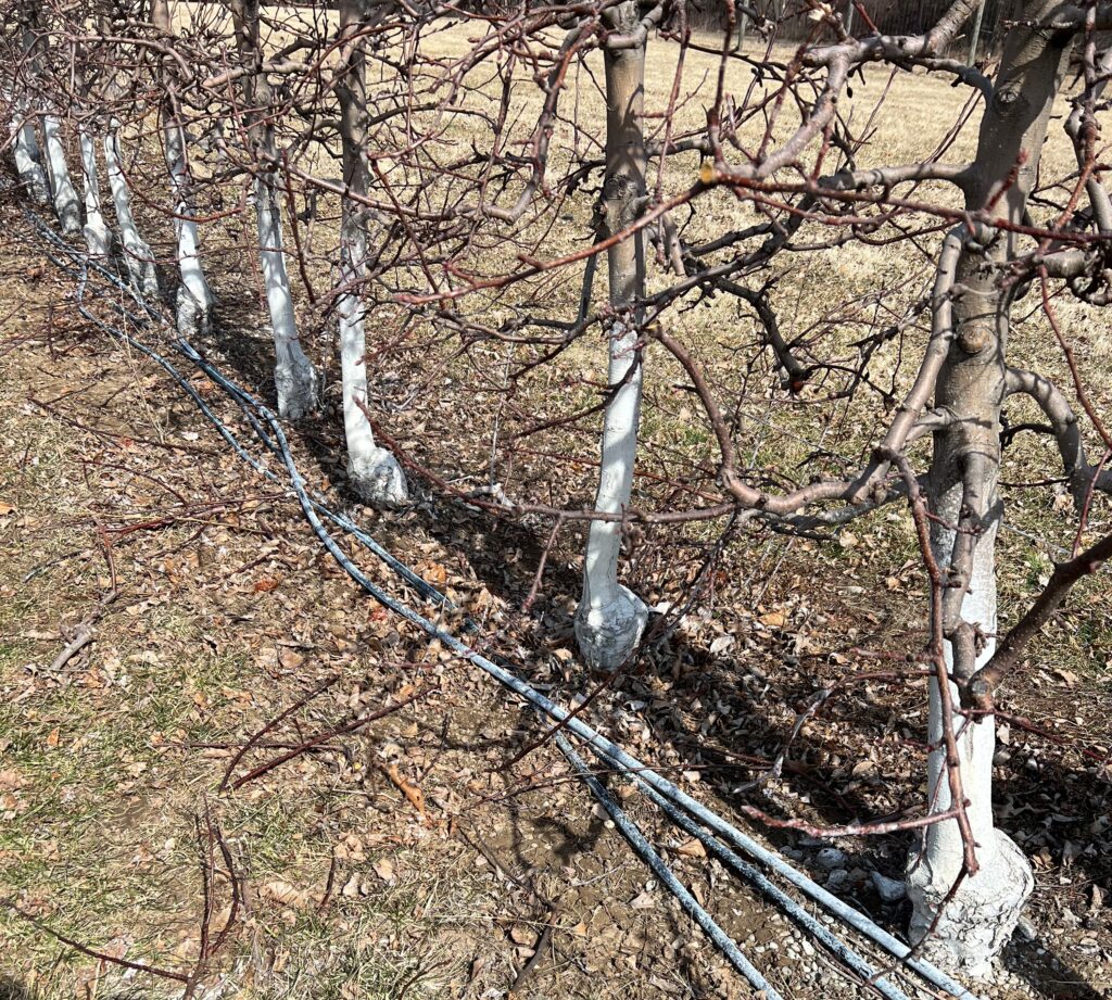 Drip irrigation at the base of a row of apple trees in late autumn. 