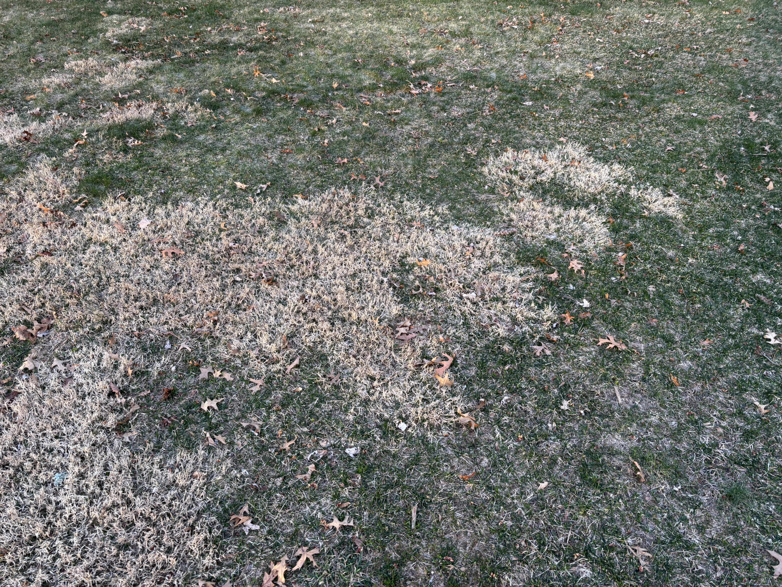 Pale straw colored and gray patches in a lawn indicating snow mold damage